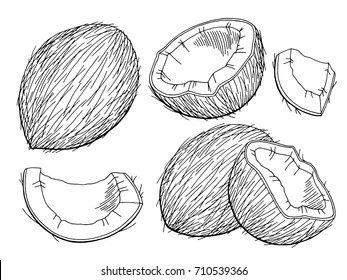 Coconut graphic black white isolated sketch illustration vector