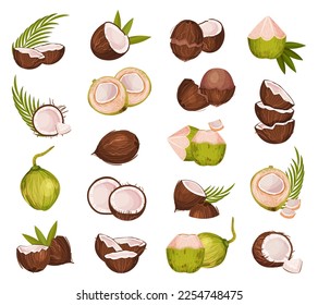 Coconut Green and Brown Fruit with Leaf and Husk Big Vector Set