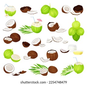 Coconut Green and Brown Fruit with Leaf and Husk Big Vector Set