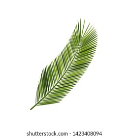 coconut green leaf isolated on white background .vector.