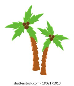 Coconut grows on green tropical tree vector illustration. Plants from countries with warm climate. Palm tree isolated on a white background. Two plants with a brown trunk and wide voluminous foliage