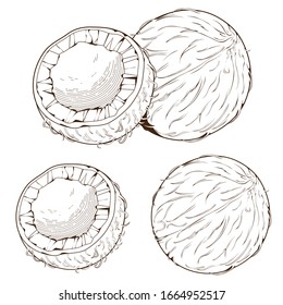 Pintura de coco y medio coco de cartón de coco aislado en fondo blanco. Ilustración vectorial. Perfecto para pegatinas, elementos, álbumes, etc.