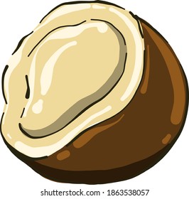 Coco por la mitad, ilustración, vector sobre fondo blanco.