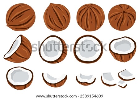Coconut and half coconut with leaves isolated on white background. Cartoon vector illustration of flat coconut icon isolated on white background.