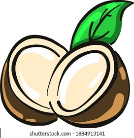 Coconut in half,illustration,vector on white background