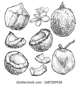 Coconut hand draw vector set. Fresh and juicy. Doodle healthy food illustration in retro style