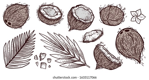 Coconut hand drawing big set. Tropical food engraved illustration. Isolated hand drawn half of coconut, leaves, half and pieces. Botanical sketch of tropical nut for label, juice packaging