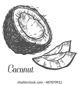 Coconut Hand drawn. Botany vector illustration. Doodle of healthy nutrient food. Coconut engraving sketch etch line. Organic nut on white background. Food dessert drink ingredient