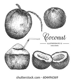 Coconut hand drawn collection by ink and pen sketch.