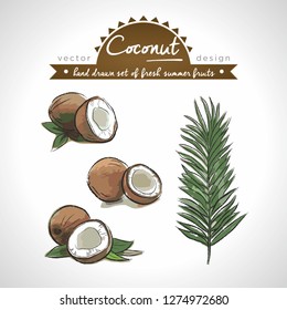 Coconut. Hand drawn collection of vector sketch detailed fresh fruits. Isolated	
