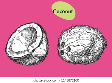 Coconut. Hand drawn fruit Can be used for vegan products, brochures, banner, restaurant menu, farmers market and organic food store