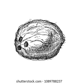 Coconut. Hand drawn fruit isolated on white. Can be used for vegan products, brochures, banner, restaurant menu, farmers market and organic food store