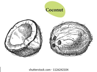 Coconut. Hand drawn fruit isolated on white. Can be used for vegan products, brochures, banner, restaurant menu, farmers market and organic food store