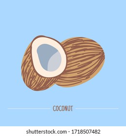Coconut. Hand drawn Coconut isolated on blue. Vector