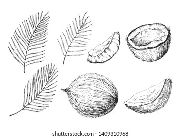 Coconut hand drawn sketch with palm leaf. Engraved style illustration. Vector exotic tropical background. Vintage design. Hand drawn botanical realistic illustration. Organic healthy food.