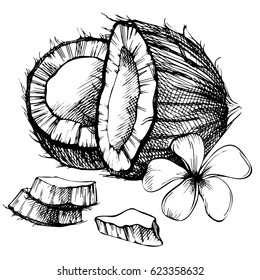 Coconut hand drawn sketch. Sketch tropical food illustration. Vintage style