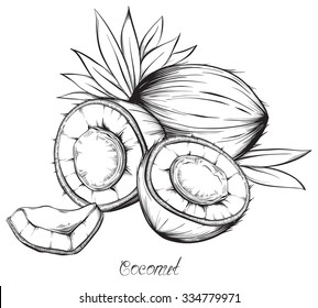 Coconut. Hand drawn sketches vector illustration on white background in vintage style.