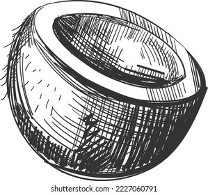 Coconut in hand drawn style. Half cut nut drawing