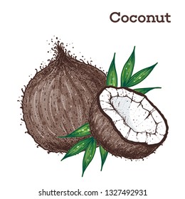 Coconut hand drawn vector illustration. Vintage design. Hand drawn illustration. Coconut and palm leaves. Healthy food 