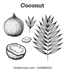 Coconut hand drawn vector illustration. Vintage sketch design. Hand drawn illustration. Coconut and palm leaves. Healthy food