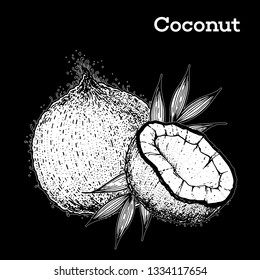 Coconut hand drawn vector illustration. Vintage sketch design. Hand drawn illustration. Coconut and palm leaves. Healthy food