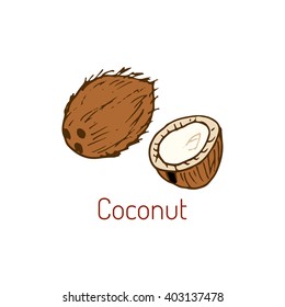 Coconut. Hand drawn vector illustration.
