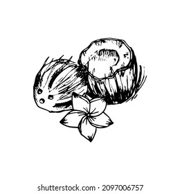 Coconut. Hand drawn vector sketch, doodle icon