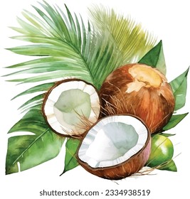 Coconut hand drawn watercolor on a white background