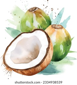 Coconut hand drawn watercolor on a white background