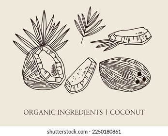 Ilustraciones botánicas a mano de coco. Conjunto lineal de elegante ilustración vectorial para logotipo, cosméticos, aceites. Dibujar ilustración de estilo. Ilustraciones de un coco desde diferentes ángulos
