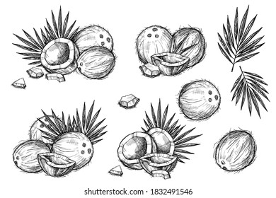 Juego de iconos de coco. Aislado de coco entero plano y mitades con hojas que dibujan iconos. Colección natural saludable de alimentos de coco tropical. Ilustración vectorial de dieta vegetal exótica