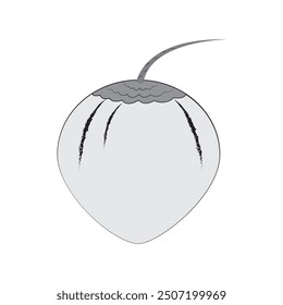 coconut icon vector illustration design template