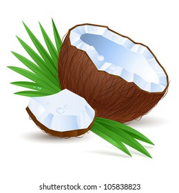 Coconut. Illustration for design on white background