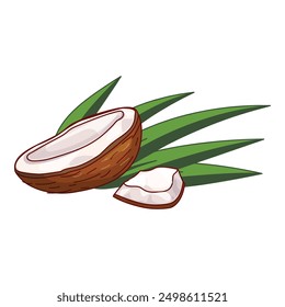 Coconut illustration showing the inside of the fruit lying on palm leaves