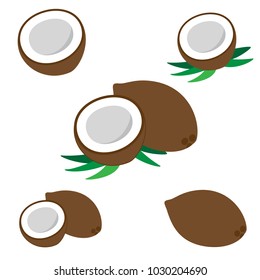 Coconut illustration. Vector