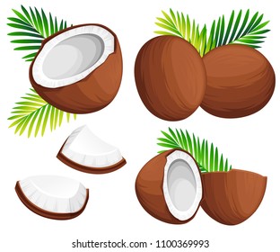 Coconut illustration. Whole and pieces coconuts with green palm leaves. Organic food ingredient, natural tropical product. Vector illustration isolated on white background.