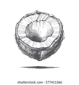 coconut illustrations by hand, retro style, vector image
