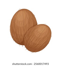 Coconut. The image of two coconuts is a side view. The fruit of the coconut tree. Vector illustration isolated on a white background
