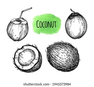 Coconut. Ink sketch isolated on white background. Hand drawn vector illustration. Retro style.