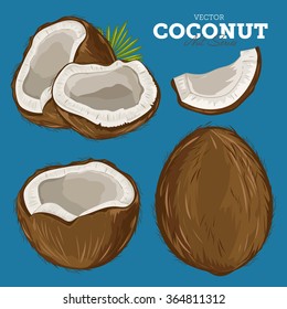 Coconut isolated closeup vector illustration