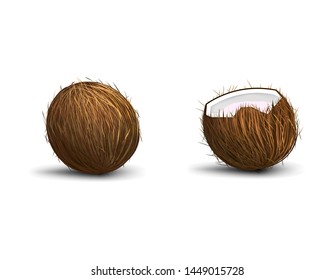 Coconut isolated on white background with shadow, whole coconut and half, realistic vector illustration