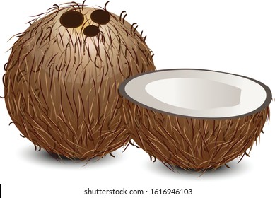 Coconut isolated on white background. illustration vector