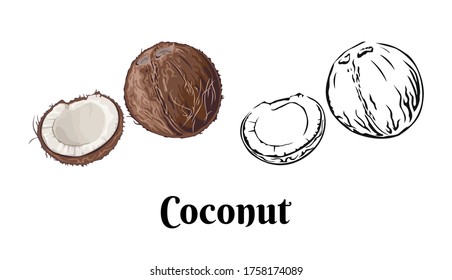 Coconut isolated on white background. Vector color illustration of  whole and pieces coconut in cartoon flat style and black and white outline. Organic food Icon.