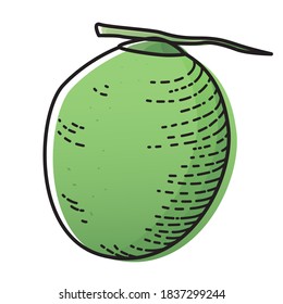 Coconut isolated on white background. Vector illustration of fruit