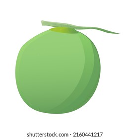 Coconut isolated on white background. Vector illustration of fruit