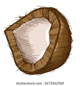 Coconut isolated on a white background.