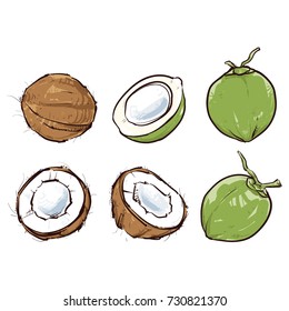 Coconut isolated on white background, Hand drawn vector illustration, Coconut set