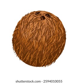 Coconut, Coconut isolated on white, Coconut illustration
