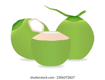 Coconut Juice or Coconut Water Drink, Fresh Green Coconut. Vector Illustration Isolated on White Background. 