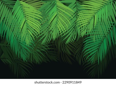 coconut leaf, Forest Background, leaves of coconut tree isolated on white background,